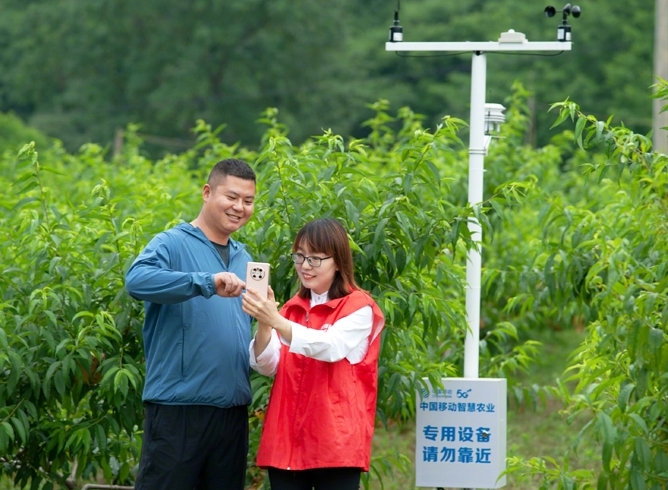 京山智慧黃桃基地開(kāi)啟“云種地”模式